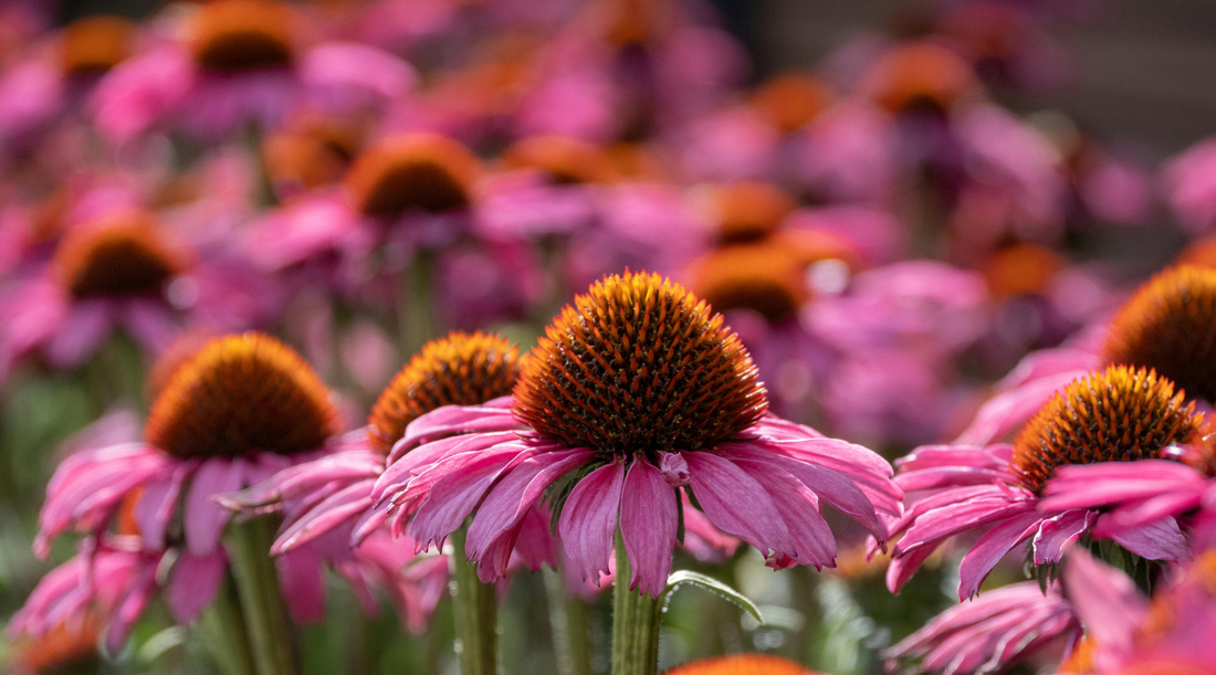 14 Benefits of Practicing Gratitude (Including Journaling) + How to Start Today